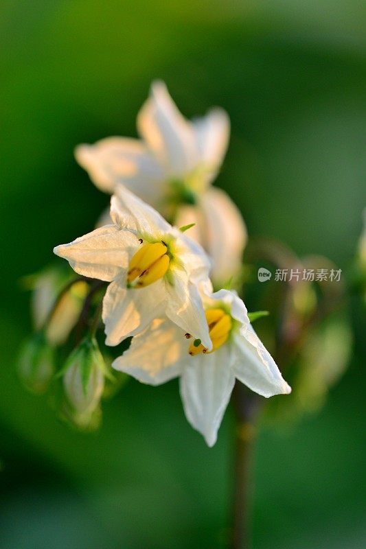 Solanum carolinense/卡罗莱纳马甲/魔鬼番茄